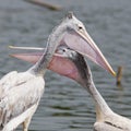 Closeup Spotted-billed Pelecan Bird