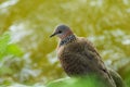 Closeup of spotted dove in nature, Wild animal, bird