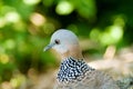 Closeup of spotted dove in nature, Wild animal, bird