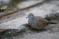 Closeup spotted dove or spilopelia chinensis looking for food and green eye,Closeup spotted dove or spilopelia chinensis may