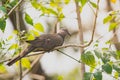 Closeup Spotted dove (Spilopelia chinensis) perching on branch in the garden.