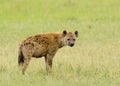 Closeup of Spotted Hyena Royalty Free Stock Photo