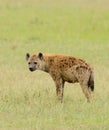 Closeup of Spotted Hyena Royalty Free Stock Photo