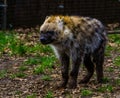 Closeup of a spotted hyena, laughing hyena from the deserts of africa Royalty Free Stock Photo