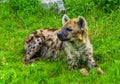 Closeup of a spotted hyena laying in the grass, tropical wild dog from Africa Royalty Free Stock Photo