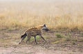 Closeup of Spotted Hyena running Royalty Free Stock Photo