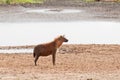 Closeup of Spotted Hyena by waterhole Royalty Free Stock Photo