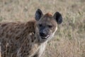 Closeup of spotted hyena standing on dry grassland in Serengeti National Park in Tanzania Royalty Free Stock Photo