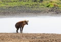 Closeup of Spotted Hyena by waterhole Royalty Free Stock Photo