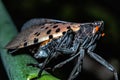 Closeup of spotted lanternfly Lycorma delicatula