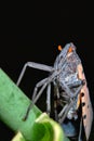 Closeup of spotted lanternfly Lycorma delicatula