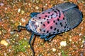 Closeup of spotted lanternfly Lycorma delicatula