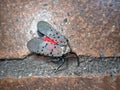 Closeup of spotted lanternfly Lycorma delicatula