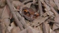 Closeup Spotted Litter Frog Leptobrachium hendricksoni red eyes frog rest on dead branches and leaves with opened red color ey