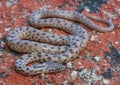 Closeup of a spotted Rock Snake (Lamprophis guttatus) from Southern Africa