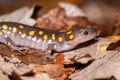 Closeup of a spotted salamander (Ambystoma maculatum) on fall leaves Royalty Free Stock Photo