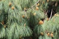 Closeup of Spring seed pod on long needled pine Royalty Free Stock Photo