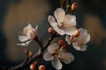 Closeup of spring apricot blossom flower on dark bokeh background