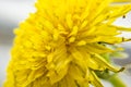 Closeup of spring, blooming dandelion. Easter concept.