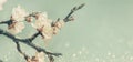 Closeup of spring blossom on brunch over retro blue sky. Springtime orchard blooming tree