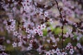 Closeup of spring blossom flower on dark bokeh background