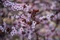 Closeup of spring blossom flower on dark bokeh background