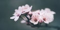 Closeup of spring blossom flower on dark bokeh background. Macro cherry blossom tree branch Royalty Free Stock Photo