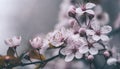 Closeup of spring blossom flower on dark bokeh background. Macro cherry blossom tree branch Royalty Free Stock Photo