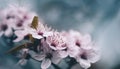 Closeup of spring blossom flower on dark bokeh background. Macro cherry blossom tree branch Royalty Free Stock Photo