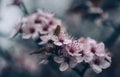 Closeup of spring blossom flower on dark bokeh background. Macro cherry blossom tree branch. Blooming springtime orchard landscape Royalty Free Stock Photo