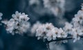 Closeup of spring blossom flower on dark bokeh background. Macro cherry blossom tree branch. Blooming springtime orchard landscape Royalty Free Stock Photo