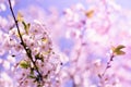 Closeup spring blossoming tree