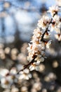 Closeup spring branch. Beautiful branches of white Cherry blossoms on the tree on blue sky background. Apricot flowers Royalty Free Stock Photo