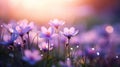 Closeup of spring crocuses flowers. Beautiful dreamy spring