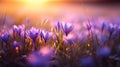 Closeup of spring crocuses flowers. Beautiful dreamy spring