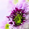 Closeup of spring flower bouquet Royalty Free Stock Photo