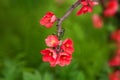 Closeup Spring flowers. Beautifully Pink blossoming tree branch. Blooming tree in spring with red flowers. Soft focus Cherry Bloss Royalty Free Stock Photo