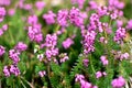 Closeup of Spring Heather with bee, gathering pollen