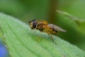 Closeup of the Spring hoverfly , Epistrophe eligans on a green leaf