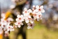 Closeup spring nature scene of two bees pollinating white pink bloomy cherry flowers in sunny day