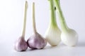 Closeup of spring newly harvested onions and garlic on the white table Royalty Free Stock Photo