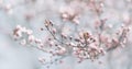 Closeup of spring pastel blooming flower in orchard. Macro cherry blossom tree branch Royalty Free Stock Photo