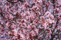 Closeup of spring pink blooming flowers in almond tree Royalty Free Stock Photo