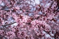 Closeup of spring pink blooming flowers in almond tree Royalty Free Stock Photo