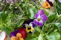 Closeup of a salad with edible flowers and fresh broccoli and kale microgreens