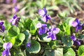Closeup of spring violet flowers Viola odorata Royalty Free Stock Photo