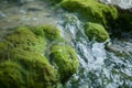 closeup of spring water flowing over green moss rocks Royalty Free Stock Photo