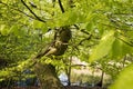 Closeup springtime beech tree