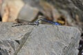 Closeup of springwater dancer dragonflies on stones in a field under the sunlight