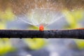 Closeup sprinkler watering the vegetable Royalty Free Stock Photo